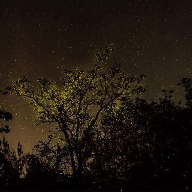 A Magical Night At The Fireflies Festival In Maharashtra
