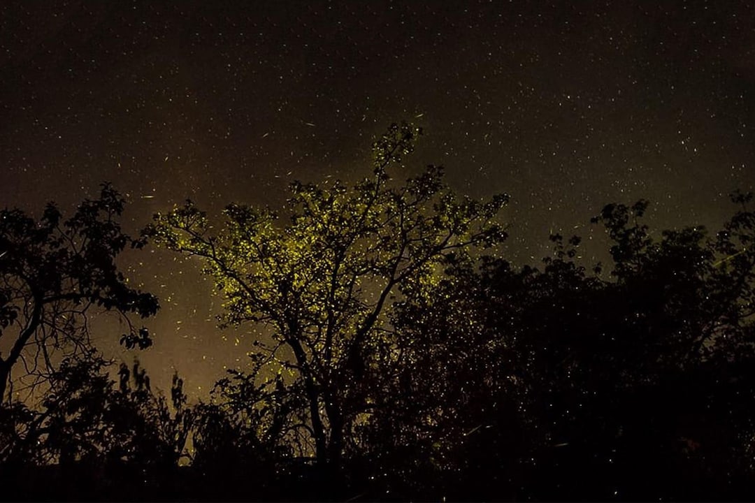 A Magical Night at the Fireflies Festival in Maharashtra scaled