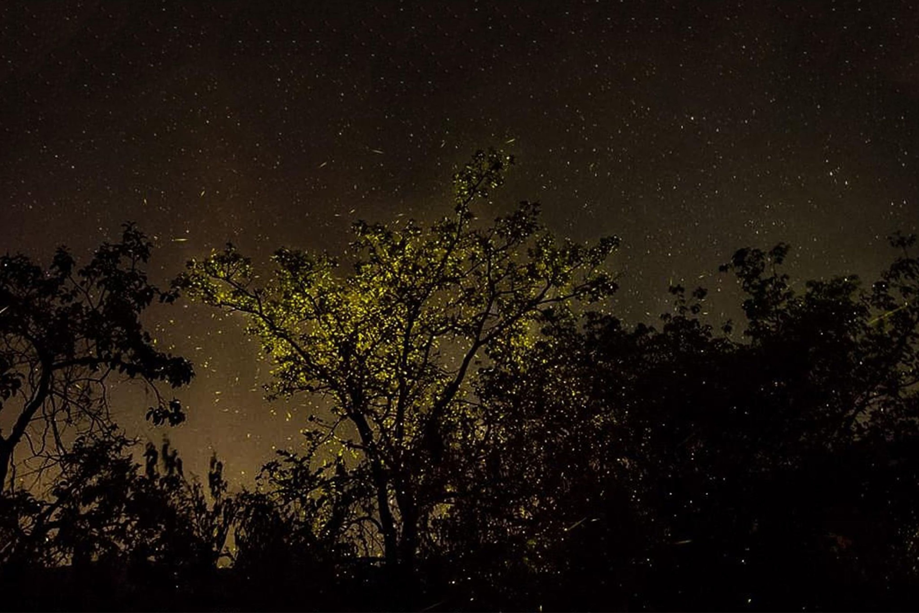 A Magical Night at the Fireflies Festival in Maharashtra
