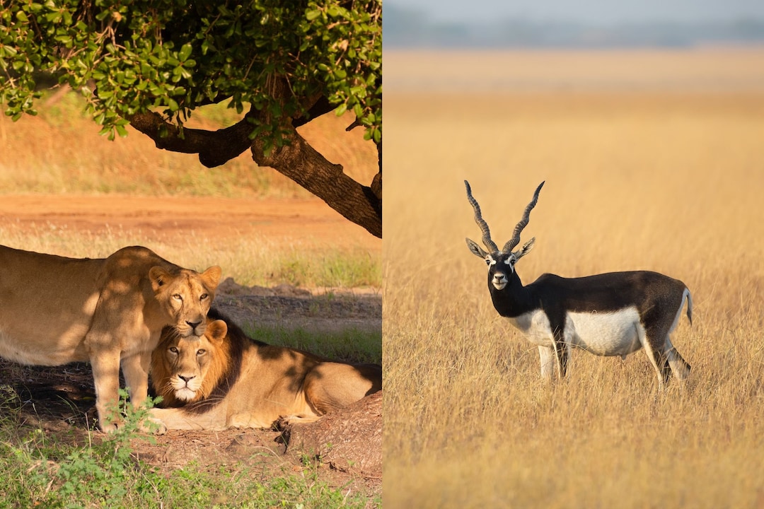 Top 10 National Parks of Gujarat for Wildlife Sanctuaries