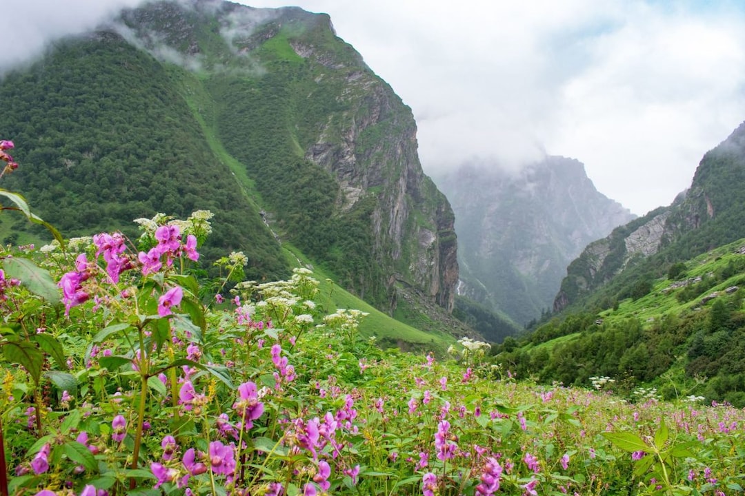 Valley of Flowers Uttarakhand A Complete Travel Guide Veena World