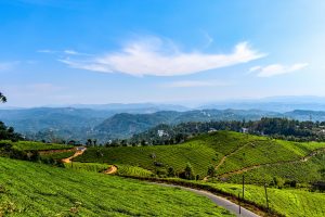 Munnar Tea Garden Munnar Tea Garden