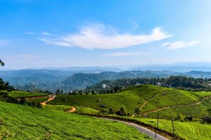 Munnar Tea Garden