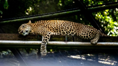 Trivandrum Zoo: Ticket Price, Timing, Information