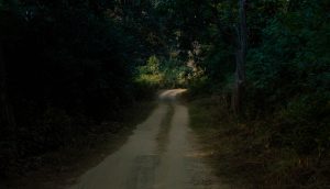 Track Tigers At Jim Corbett