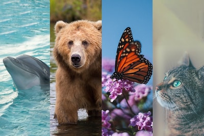 Which is Your Travel Spirit Animal? Take this Quiz to Find Out