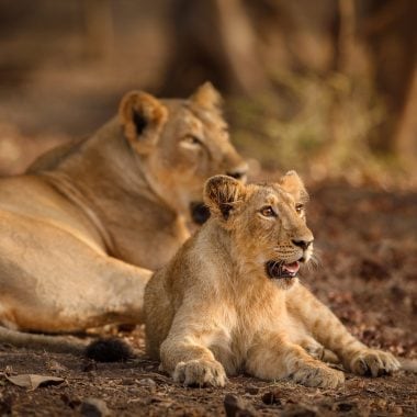 Gir National Park Gujarat How To Reach Information Timing