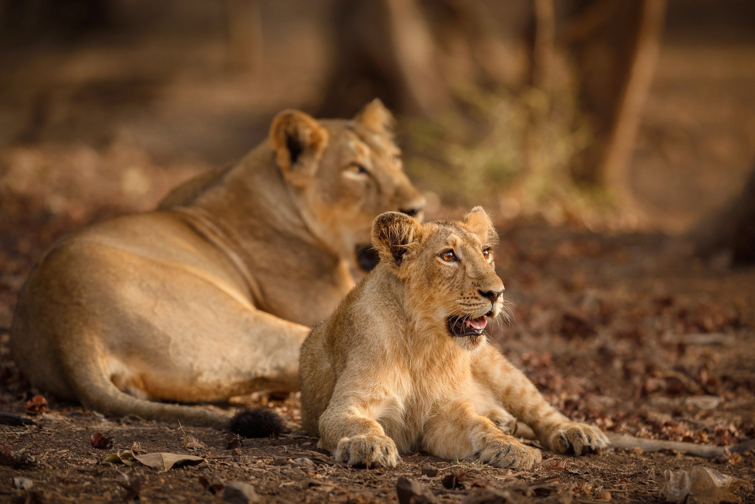 gir national park visit timings