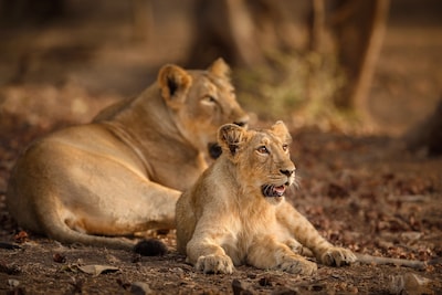 Gir National Park, Gujarat: How to Reach, Information & Timing
