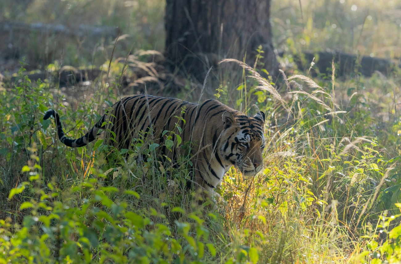 Bengal Safari Park, Siliguri: Ticket Price, How To Reach, Best Time to Visit