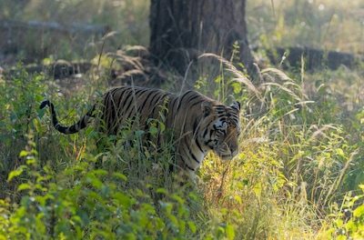 Bengal Safari Park, Siliguri: Ticket Price, How To Reach, Best Time to Visit