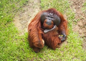 Orangutans Of Borneo – For The Lovers Of Ape
