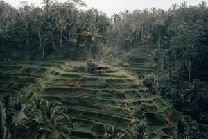 Ubud – Amidst The Rice Fields And Rainforests