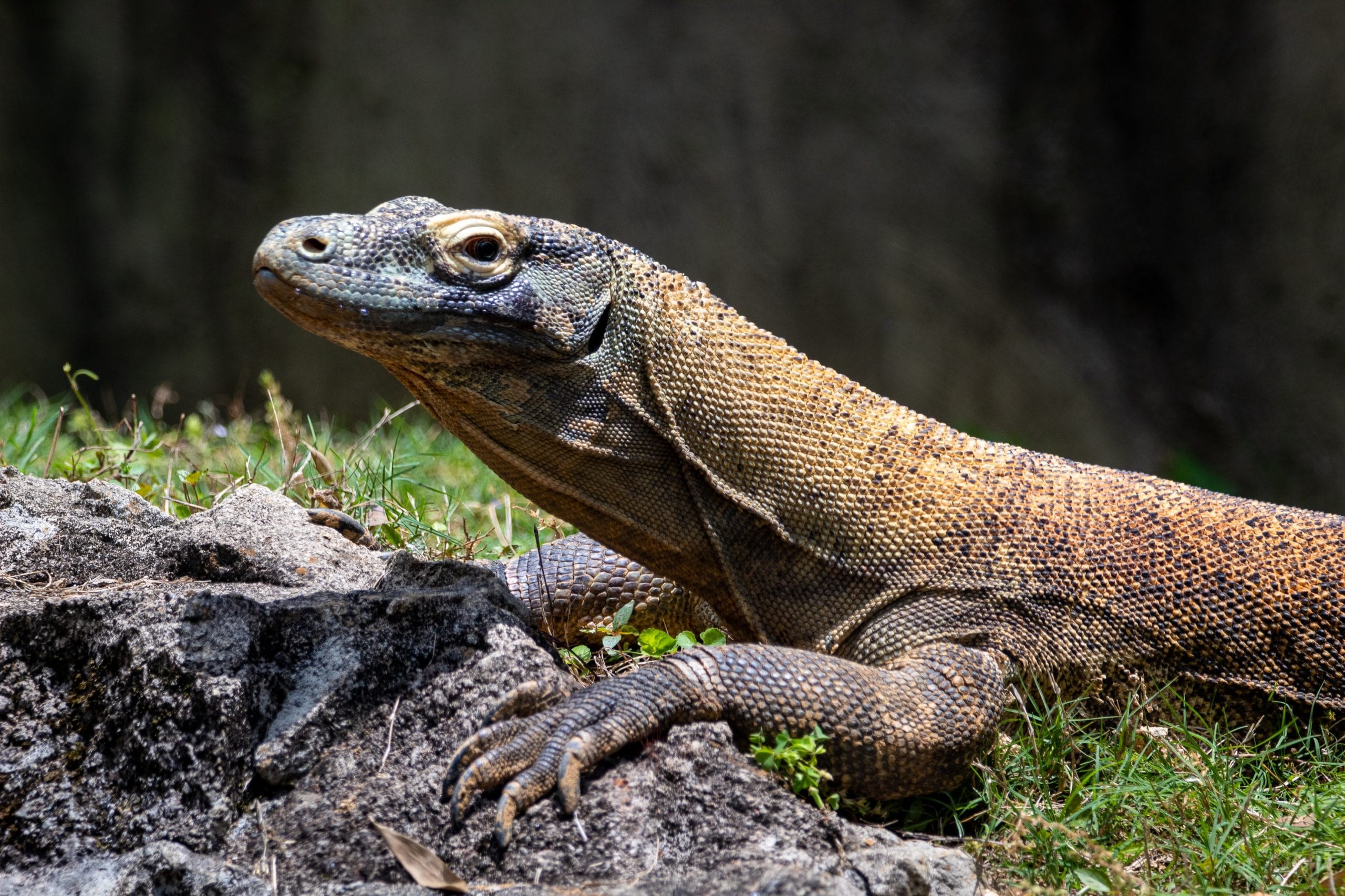 Indonesia considers the largest lizard in the world to be one of its national symbols. What is its name scaled