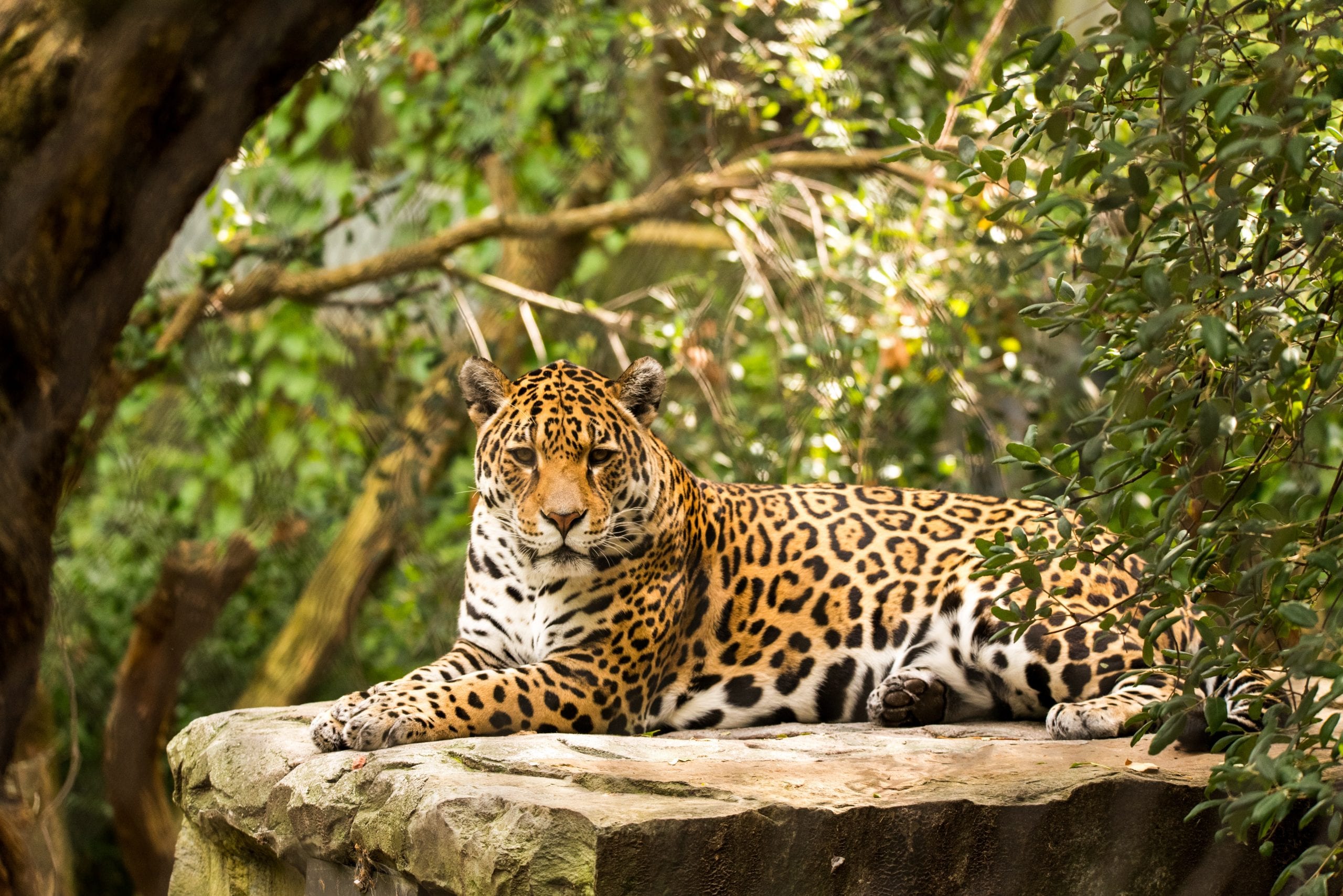 Jaguar is the national animal of which of these country scaled