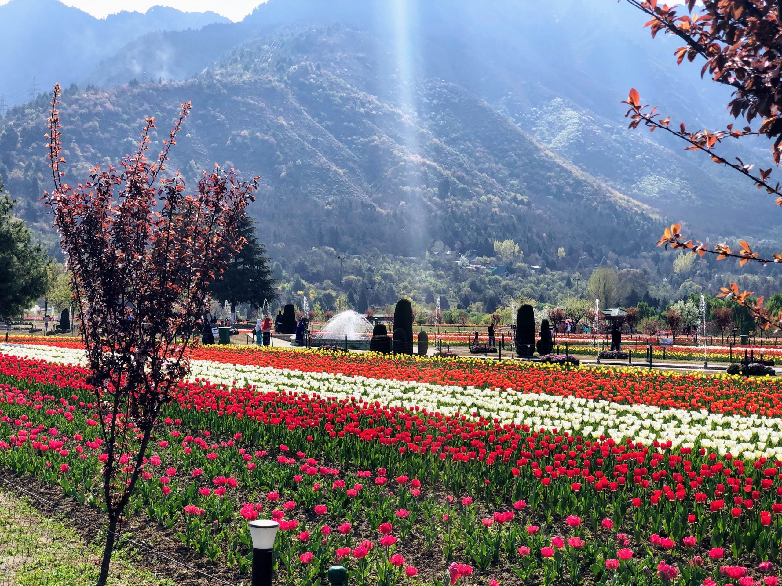 What is the name of the tulip garden in Kashmir?