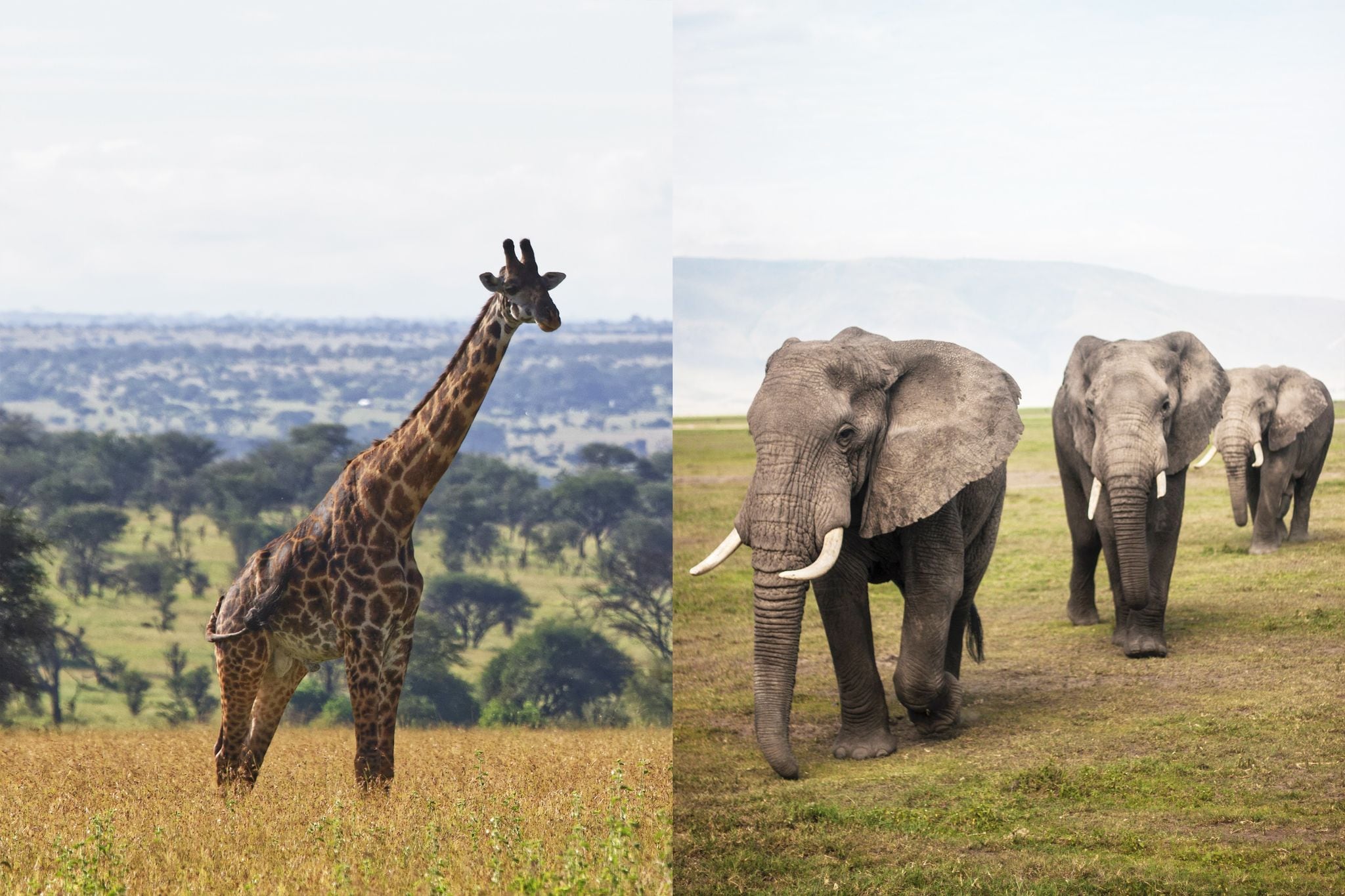 Tanzania has selected the tallest land animal as their national symbol. Can you guess from the below