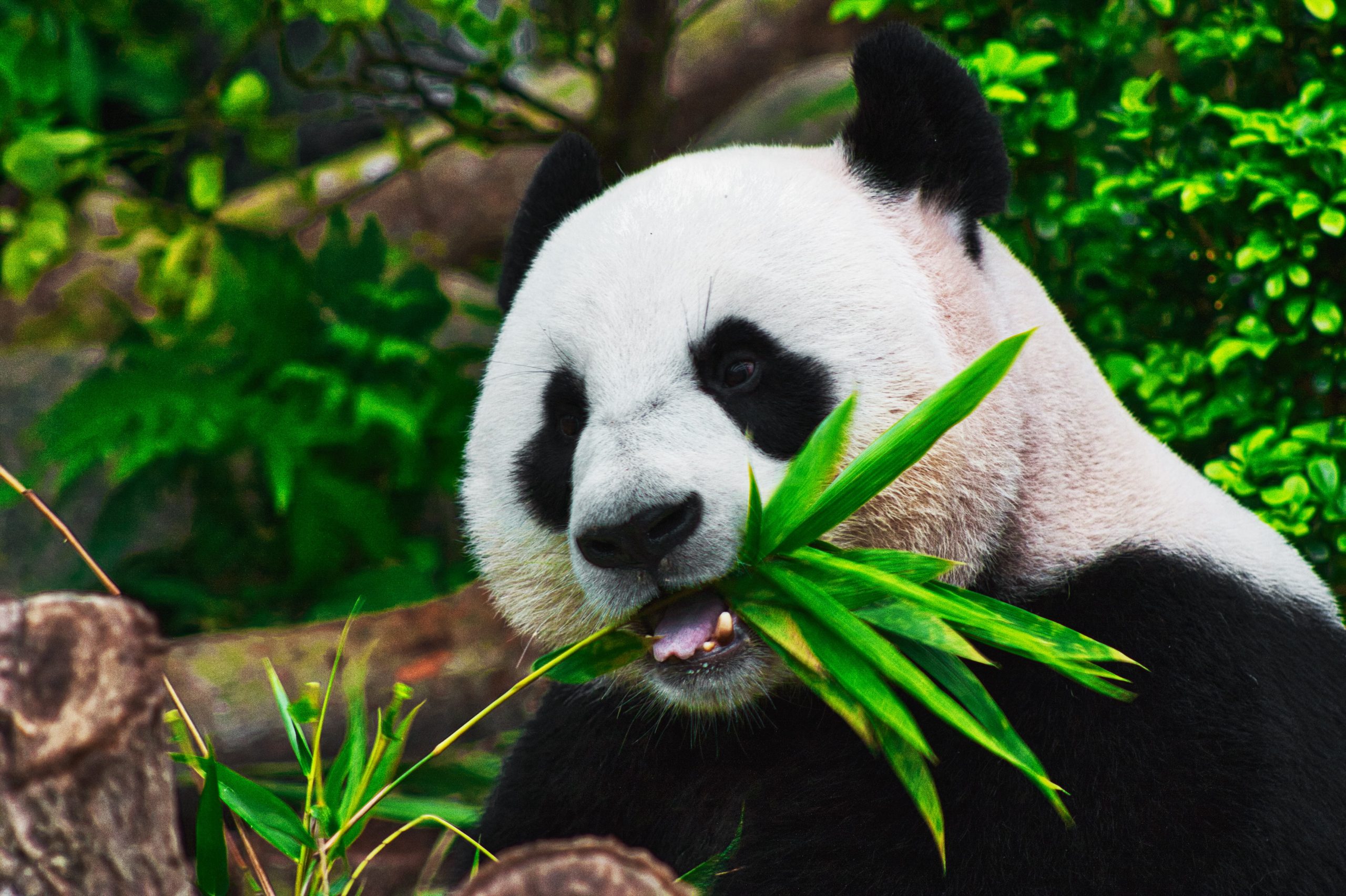 The beloved animal panda is the national animal of which nation scaled