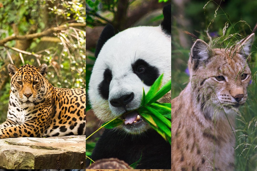 Travel Quiz: Can you guess which country's national animal is this? | Veena  World