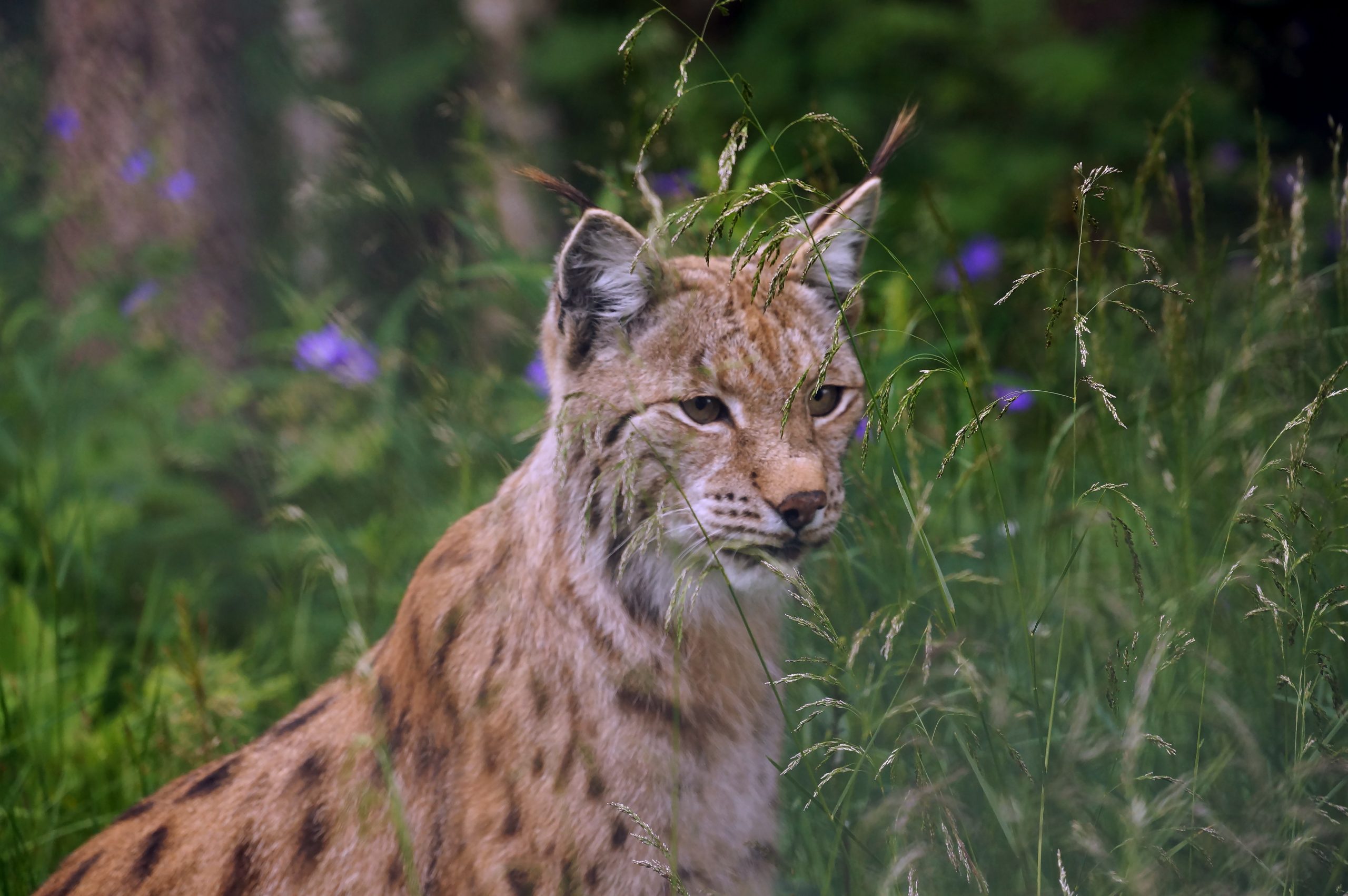 What is the name of the hardy wild cat that serves as Romania's national animal?