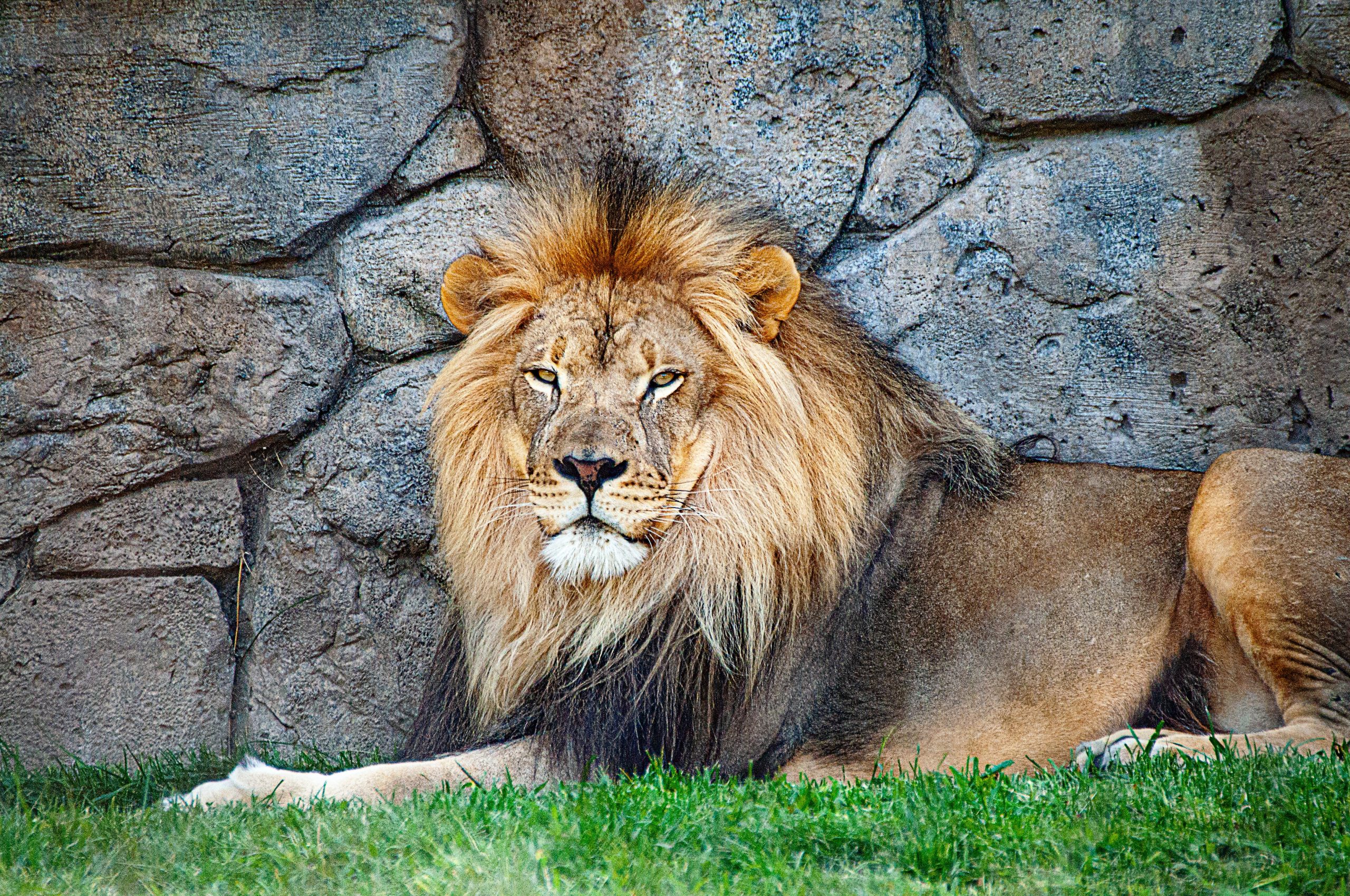 Which country’s national animal is the majestic lion?