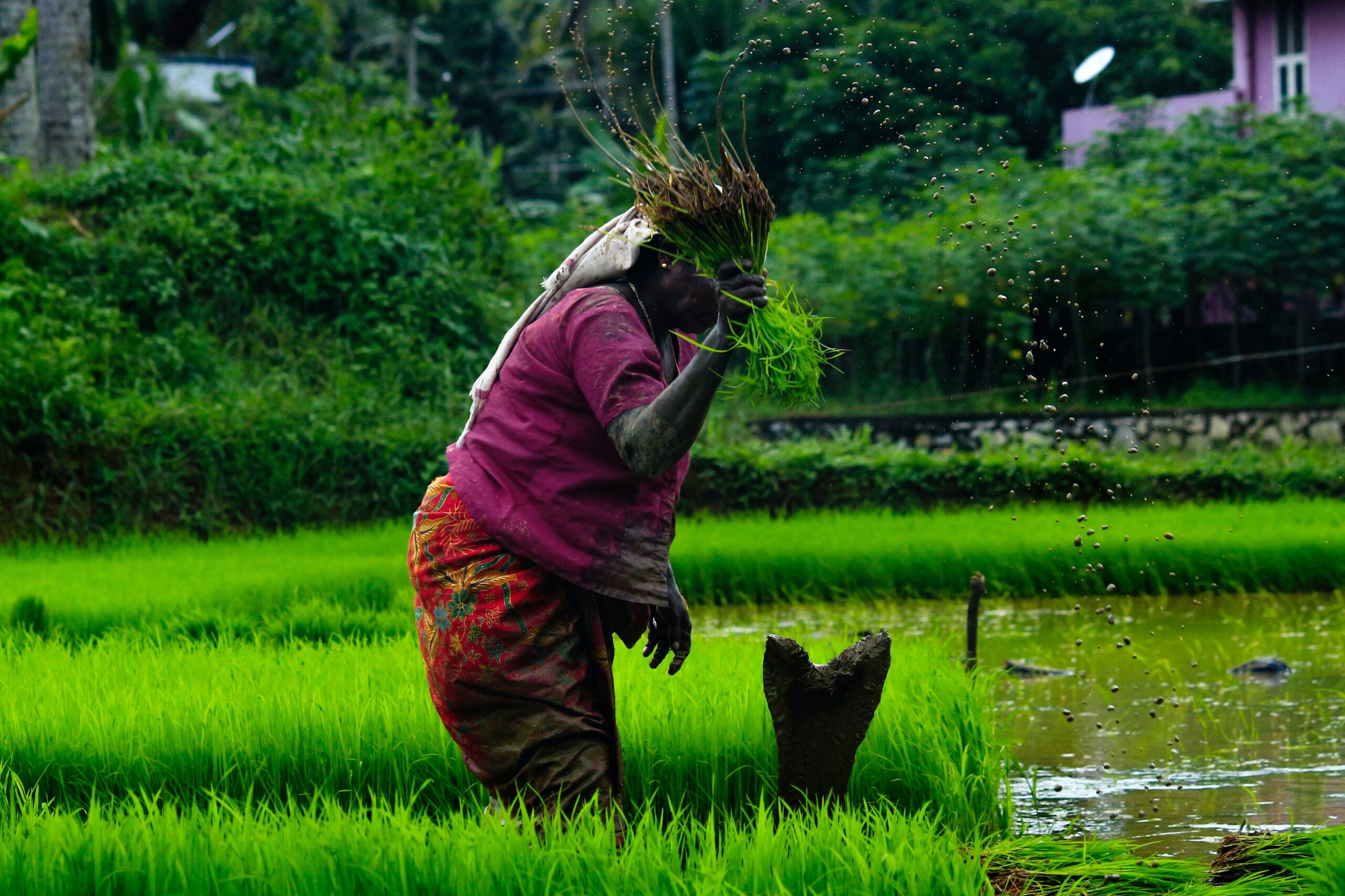 This ingredient is the main starch ingredient used in Kerala food. 