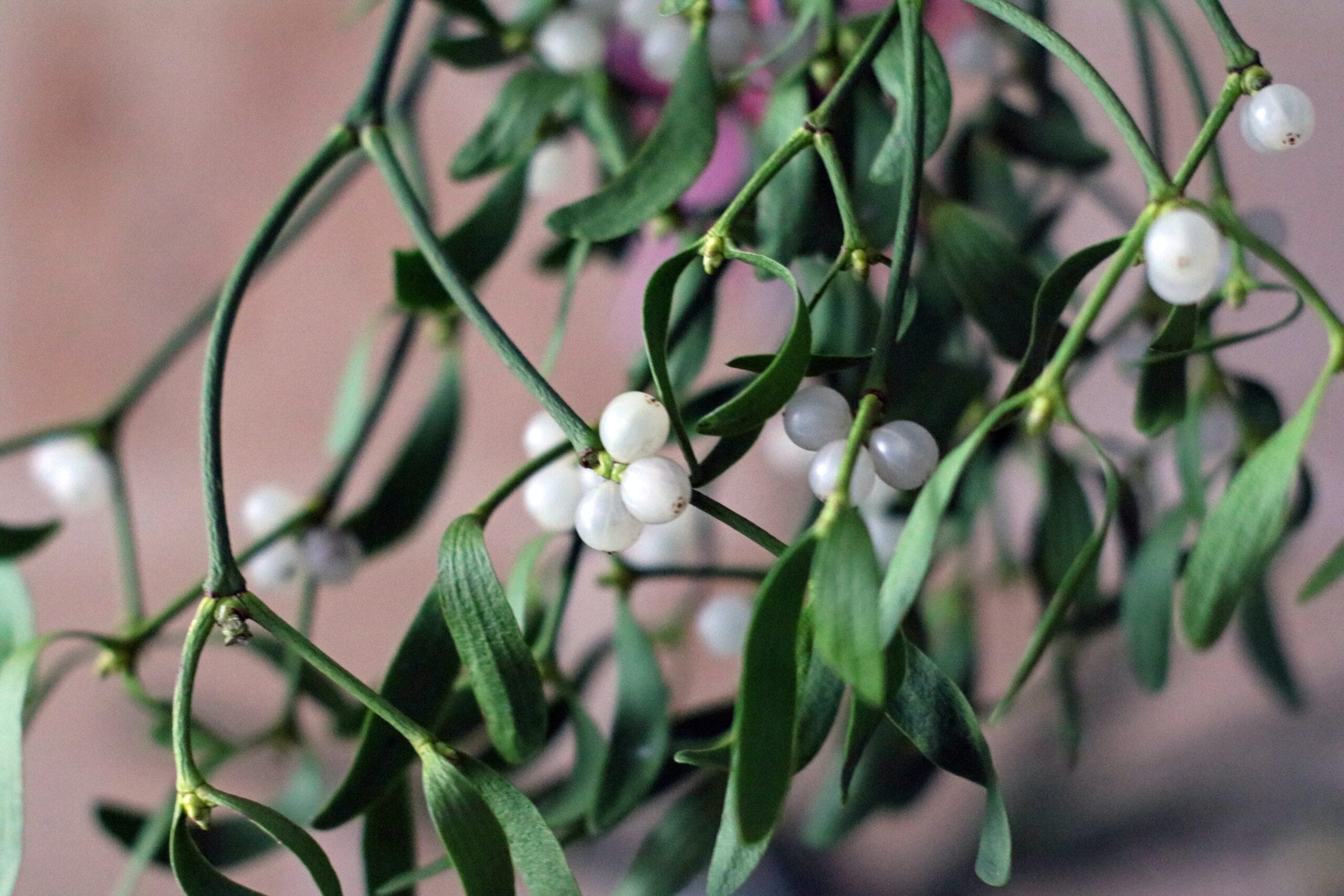 6.    What is the colour of a mistletoe berry?