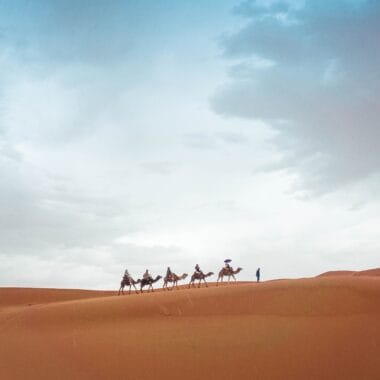 Desert Camel scaled e1642156003182