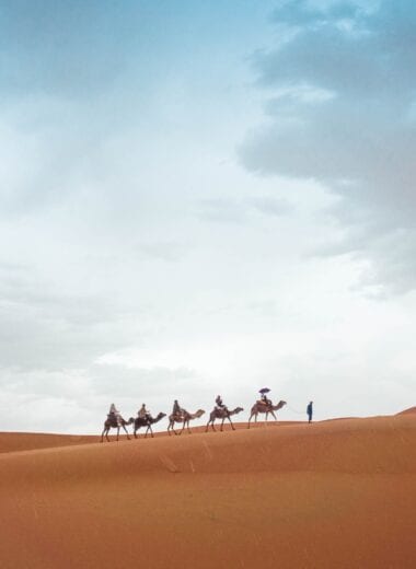 Desert Camel