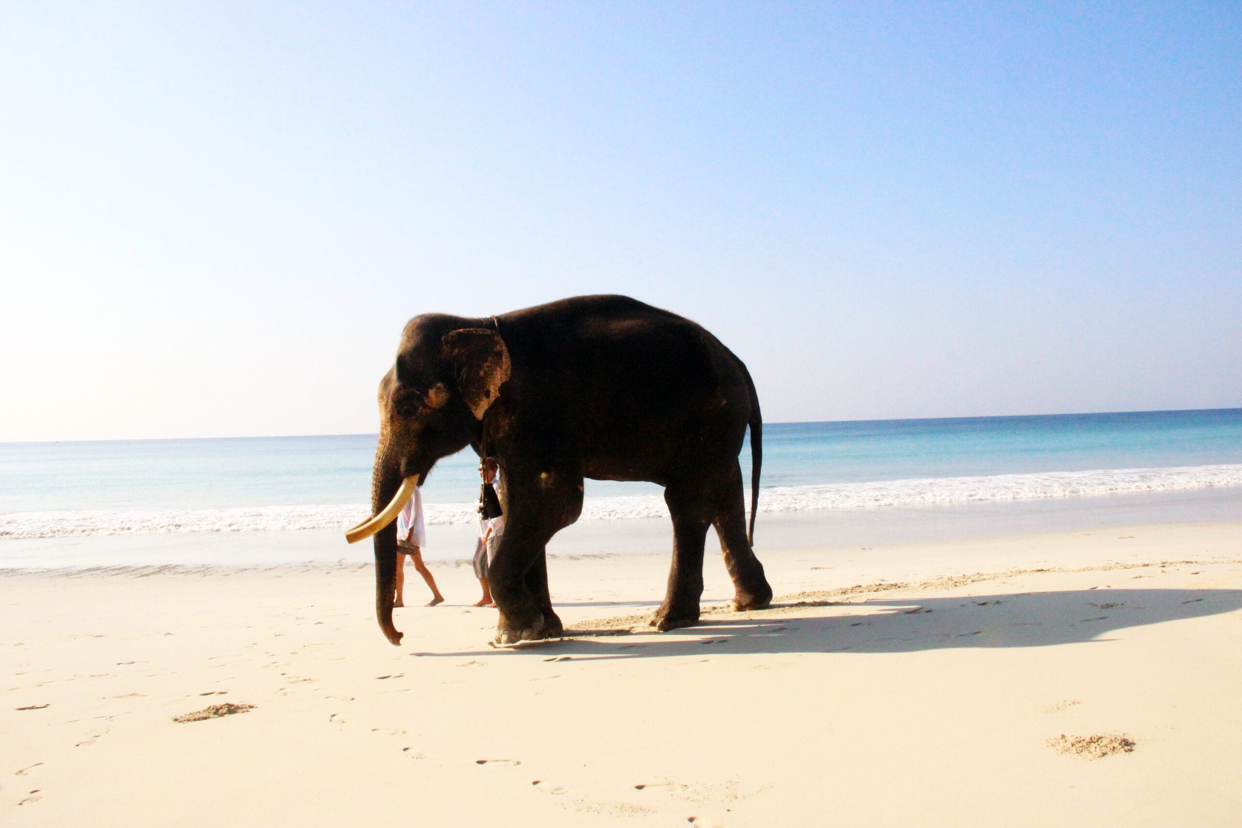 Andaman Travel Quiz: Let's see how well you know this island getaway |  Veena World