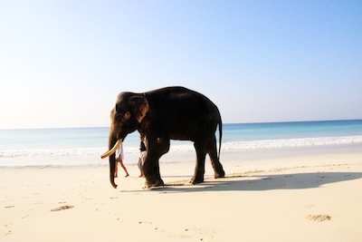 Andaman Travel Quiz: Let's see how well you know this island getaway