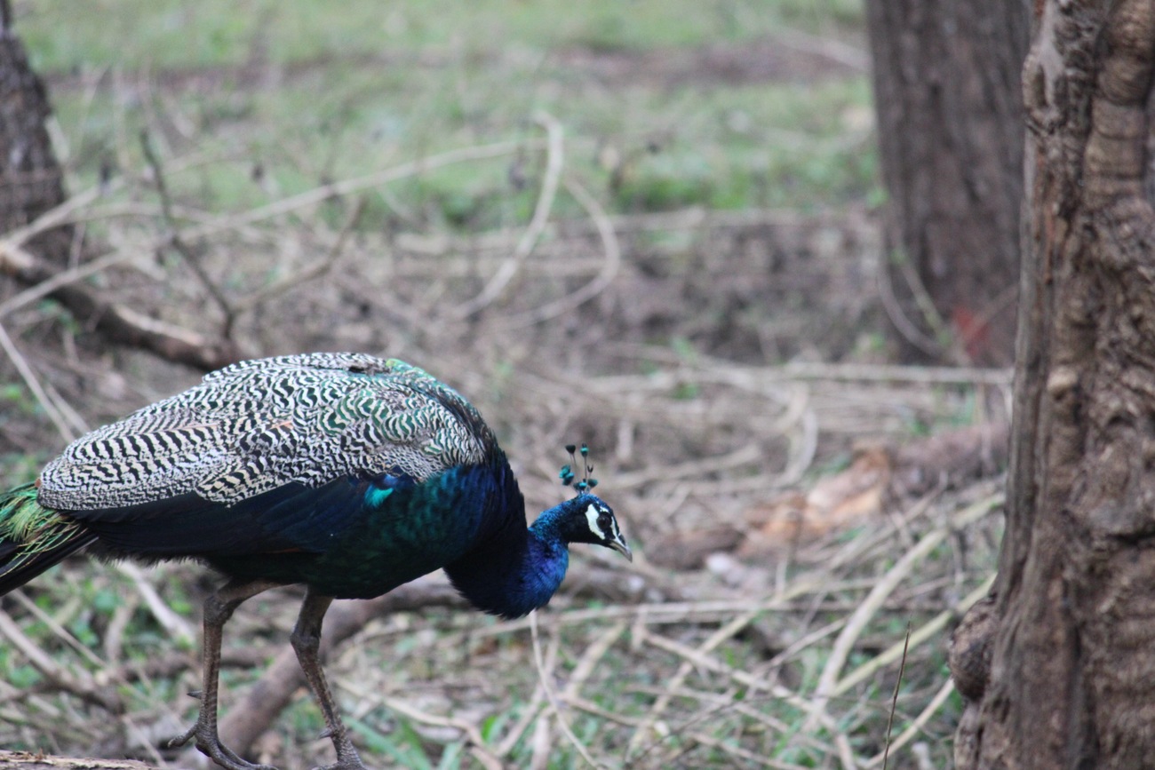 Nagarhole National Park - Get The Best Peek of Wildlife in Coorg