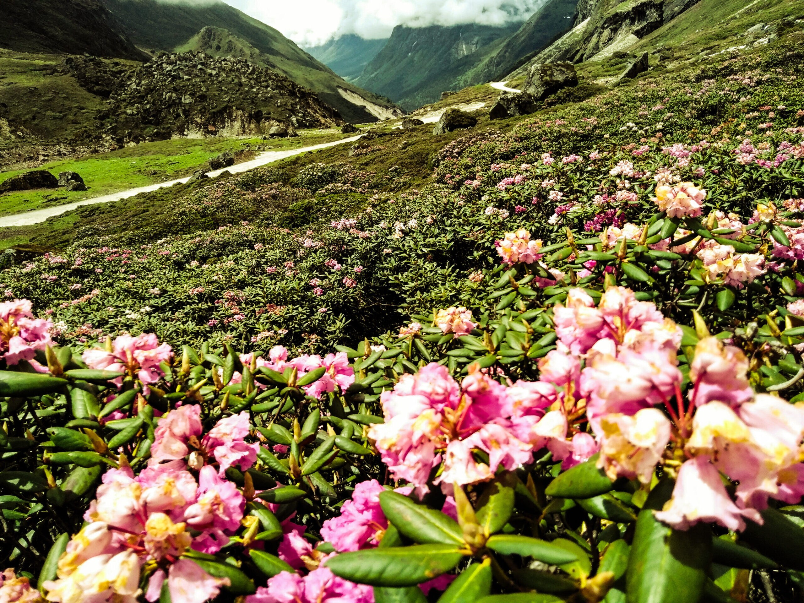 This is one of the biggest natural flower exhibitions in the country.