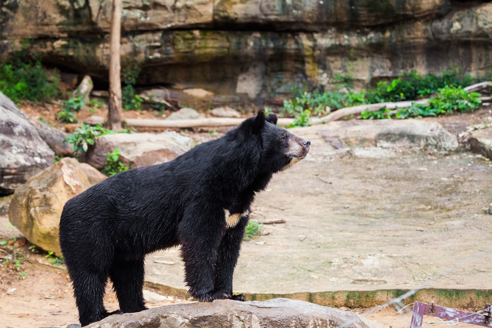 Nainital Bear Zoo