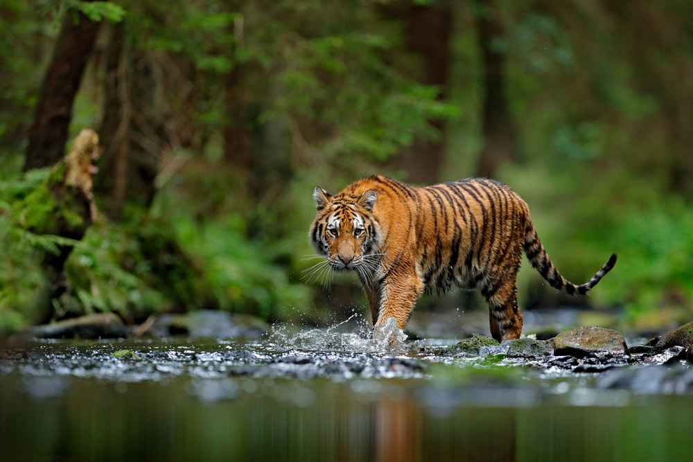 Nainital Tiger