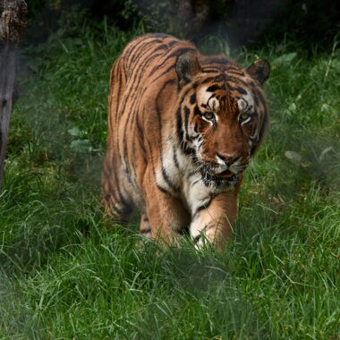 Nainital Zoo Tiger scaled e1644317833251