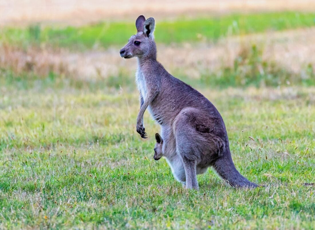 best-places-to-visit-in-australia-during-the-winter-veena-world