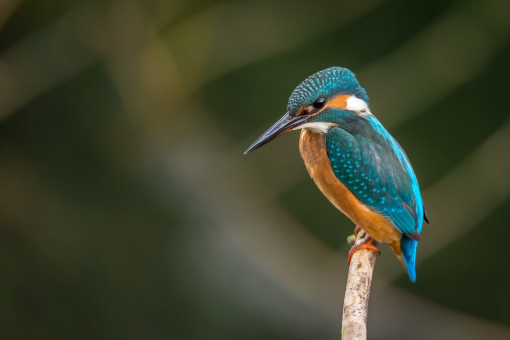 Thattekkad Bird Sanctuary