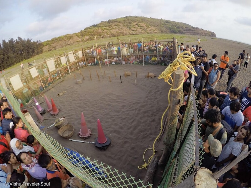 Velas turtle festival Velas turtle festival