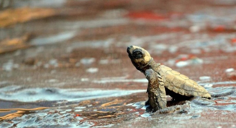 baby turtle 1