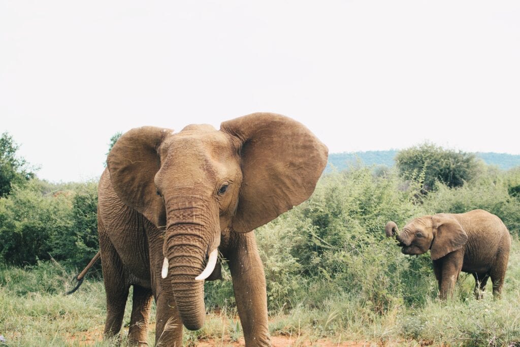 Queen Elizabeth National Park Uganda