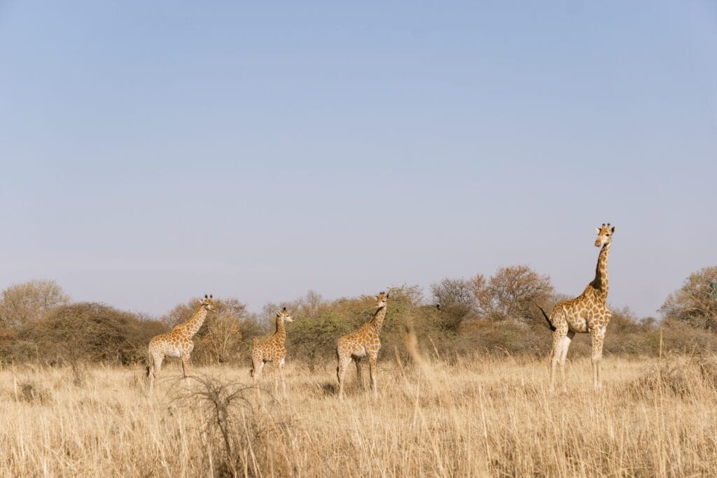 South Luangwa National Park Zambia