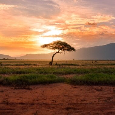The Best Safari Destinations in Africa An Ultimate Guide scaled e1652643031695