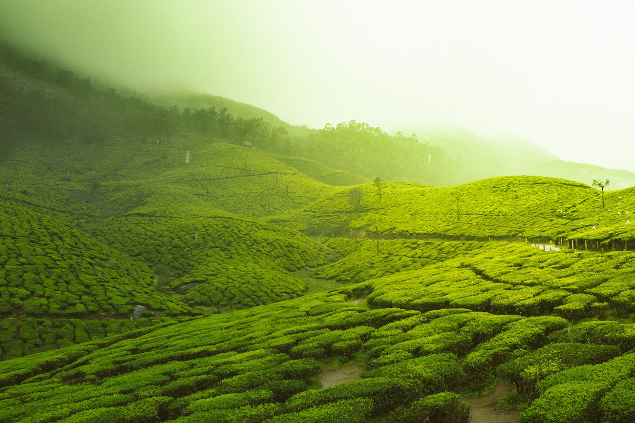 Well-Known and Lesser-Known:The Top 10 Hill Stations In South India