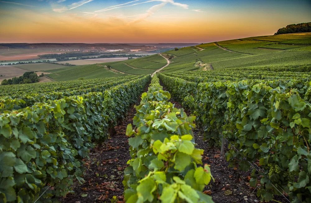 Popular Wine Producing Regions in France