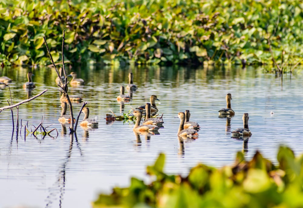 Sultanpur Bird Sanctuary Sultanpur Bird Sanctuary