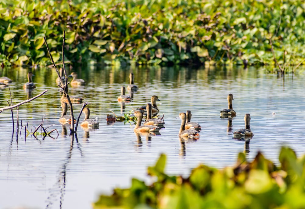 Sultanpur Bird Sanctuary