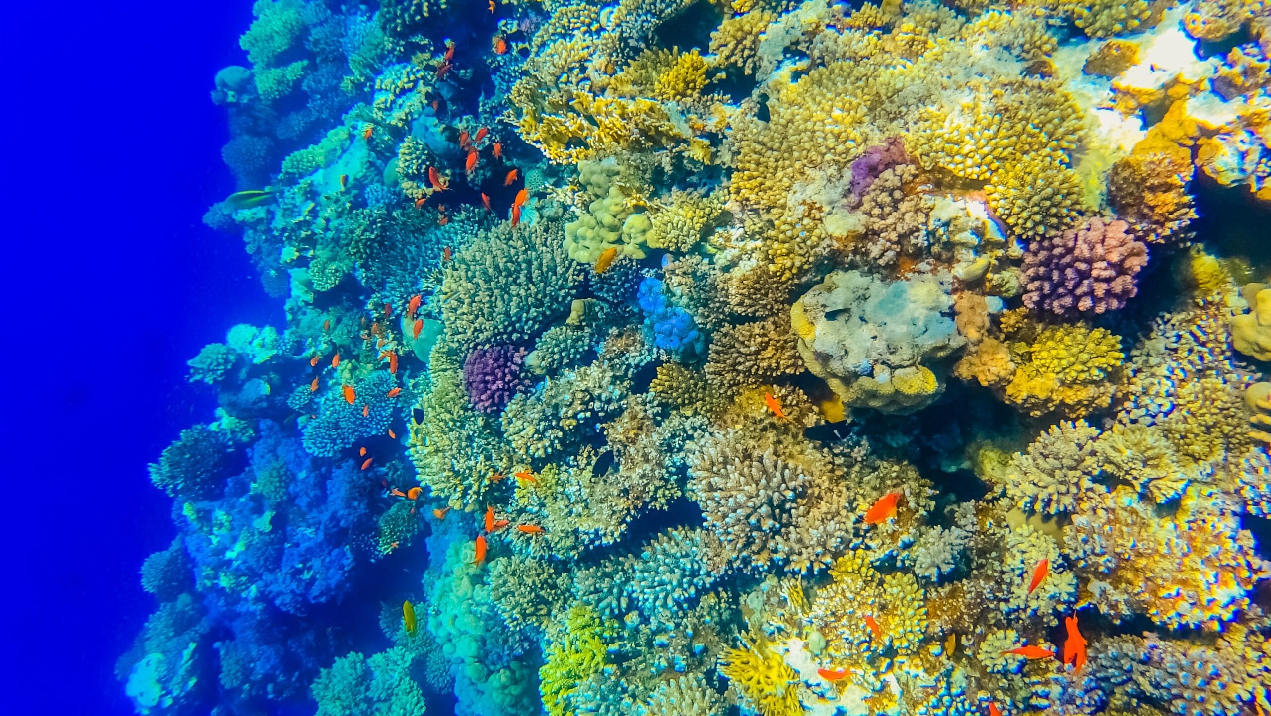 Snorkelling