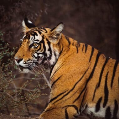 Jaipur to Ranthambore A Helpful Travel Guide