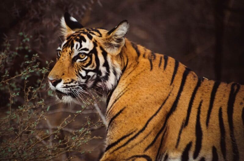 Jaipur to Ranthambore A Helpful Travel Guide